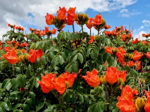 The Fight Against Invasive Weeds