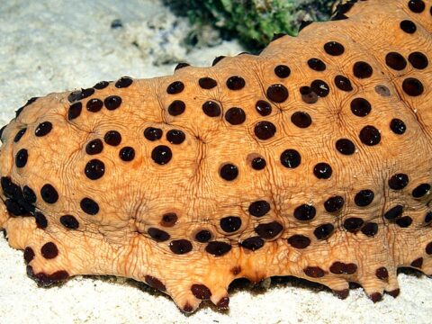 Large-Scale Sea Cucumber Poaching