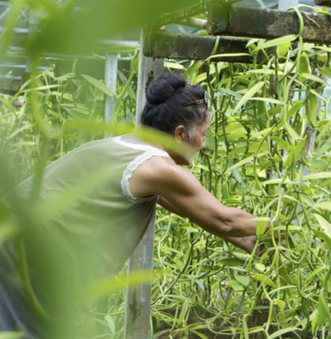 Boralani and Papua New Guinea’s Job Crisis