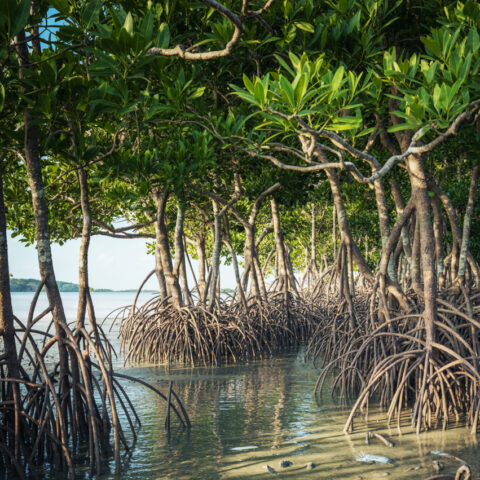Why Seagrass and Mangroves Matter