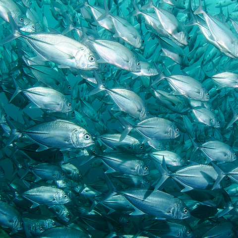 Record Pacific Tuna Catch Offers Encouraging News for Boralani